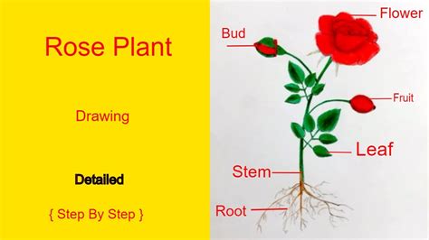 How to draw a rose plant for beginners rose plant anatomy sketch drawing - YouTube