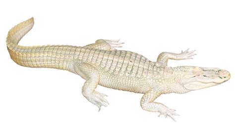 Crocodile PNG Images Transparent Background | PNG Play