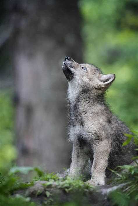 Timber Wolf Pup Howl - Cool Wildlife