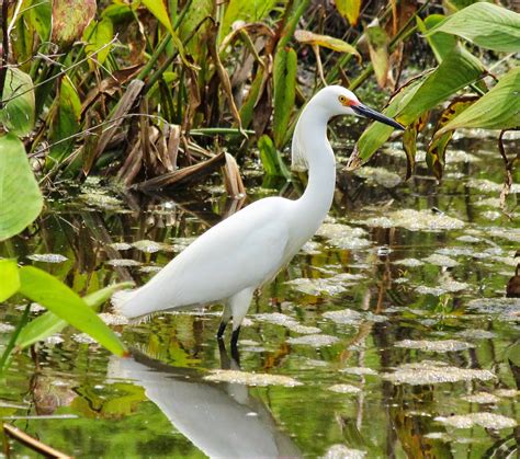 Perfect Blue Egret Pictures . Quality Pictures on Animal Picture Society