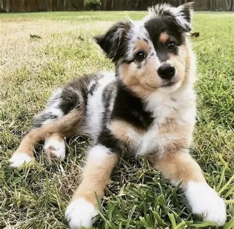 When Is A Mini Aussie Full Grown? (Size & Age Fully Grown) | PupTraveller