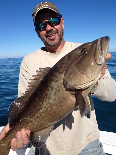 Gag Grouper - Profile | Traits | Facts | Breeding | Catch - SeaFish