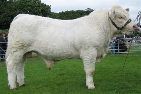 Charolais Cattle With Bos Tourus Genetic ~ planetanimalzone