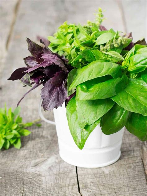 Basil Varieties - 4 of my absolute favourites to try!