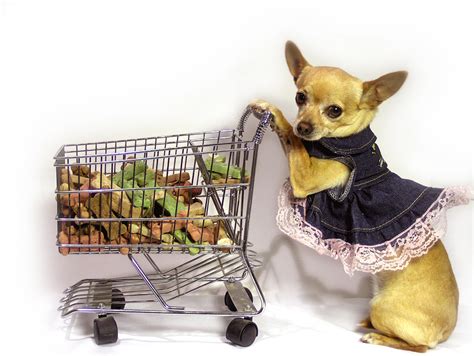 Chihuahua Dresses | Cute Dresses For Small Dogs