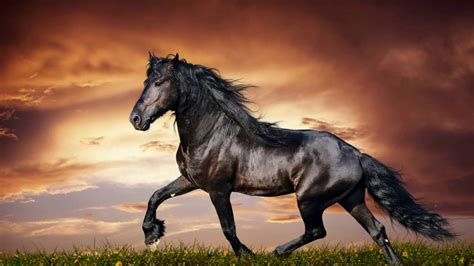 Black Beauty Horse Pictures - Picture Of Horse