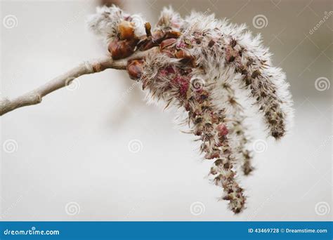 Aspen seeds stock photo. Image of nature, seeds, macro - 43469728