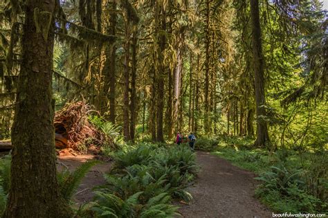 Hoh Rain Forest, hiking at the Olympic National Park, WA