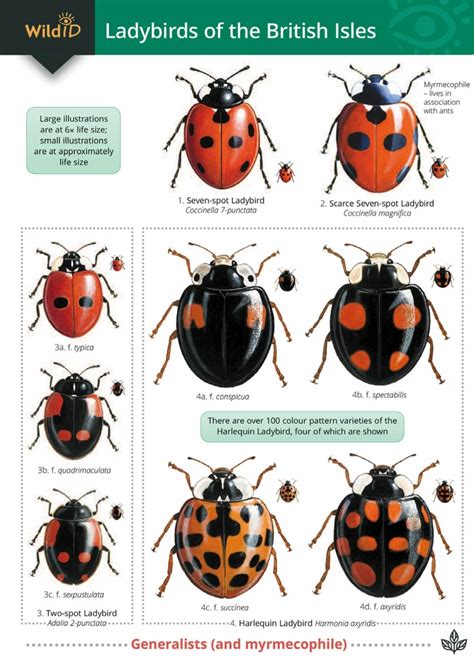 Guide to Ladybirds of the British Isles