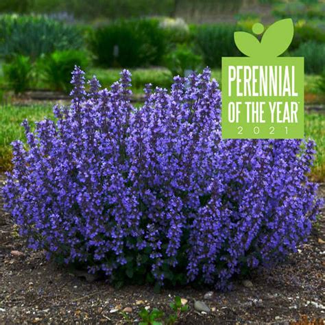 Nepeta - Cat's Pajamas Catmint - Sugar Creek Gardens