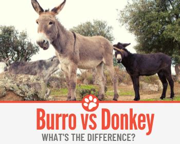 Burro VS Donkey – What's the Difference Between Them