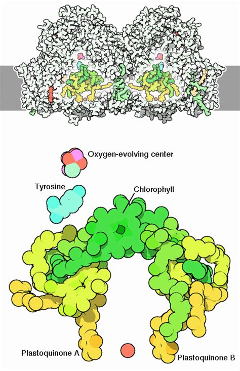 PDB-101: Molecule of the Month: Photosystem II