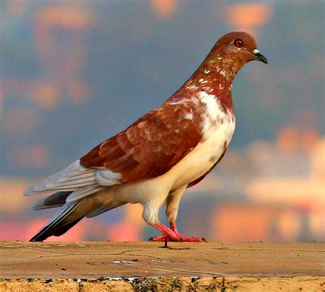 Brown pigeon Photograph by Nilu Mishra - Fine Art America