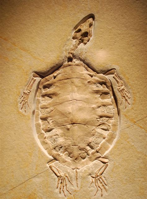 FOSSIL SEA TURTLES on Pinterest | Fossil, Turtles and Sea Turtles