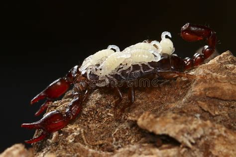 Scorpion babies stock image. Image of stung, arthopod - 24985693