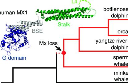 Mx1 and Mx2 proteins were lost in toothed whales. (Top Left) The... | Download Scientific Diagram