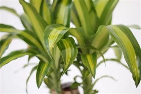 How to Propagate Corn Plant (Dracaena Fragrans) - RayaGarden