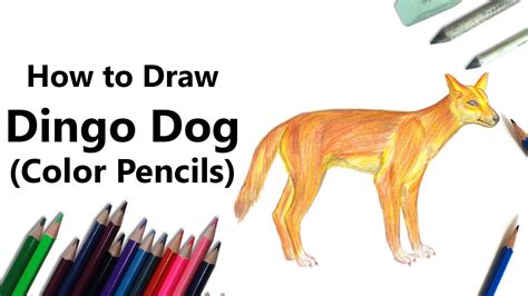 Dingo Drawing at GetDrawings | Free download