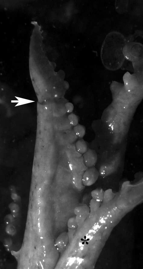 -Inner lateral view of the hectocotylus of Sepiola bursadhaesa n. sp.,... | Download Scientific ...