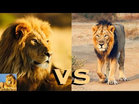 Asiatic Lion Vs African Lion Barbary Vs African Lion