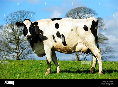 Holstein cow in a dairy farm field Stock Photo - Alamy