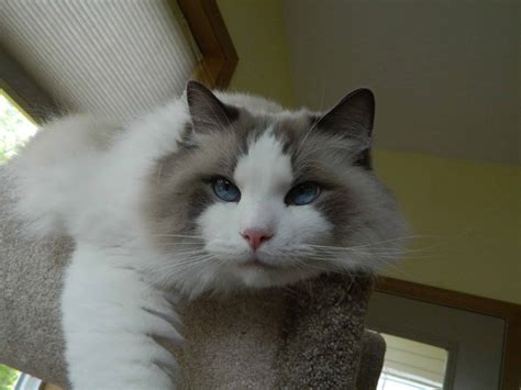 Chronic UTIs in a Ragdoll Cat: Need Reader Input