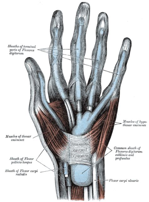 Thenar and Hypothenar Muscles Of The Hand - Physiopedia