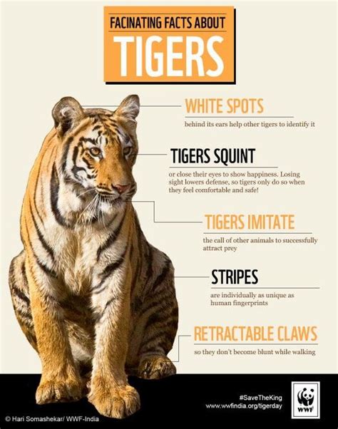 Fun Facts About Tigers / 10 Fun Facts About Saber-Toothed Cats | Mental ...