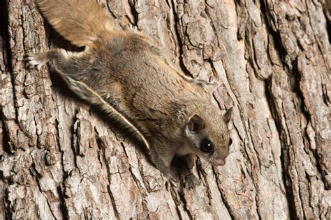 How Can We Glide Like a Squirrel? | Smithsonian Science Education Center