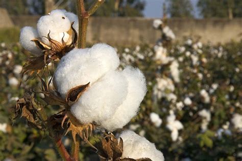 Cotton | Description, History, Production, Uses, Botanical Name, & Facts | Britannica