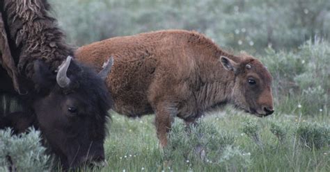 Yellowstone bison population declines 12 percent