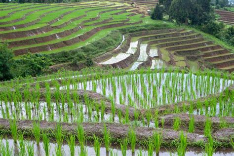 Chiang Mai Rice Terraces stock image. Image of field - 141527221