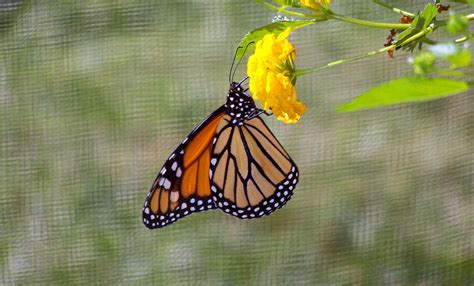 Monarch Butterfly On Flower Free Stock Photo - Public Domain Pictures