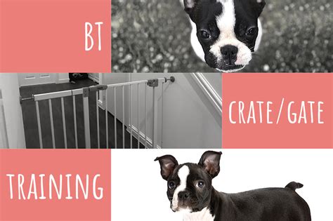 Boston Terrier House-Training - Beginner's Guide