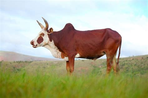 10 of the Most Exceptional Cattle Breeds | Cow, Zebu, Breeds