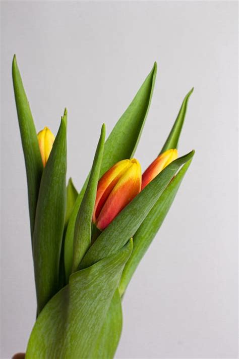 Bunch of Tulips · Free Stock Photo