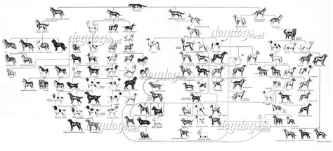 Genealogía Canina: Genealogía - Intro