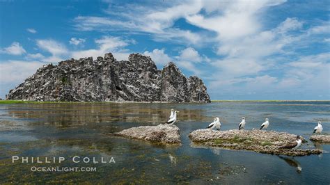 Booby Birds and Clipperton Rock, Lagoon, Clipperton Island, France