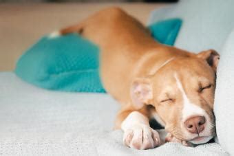 14 Sleeping Dogs & Puppies Reminding You To Relax & Reset | LoveToKnow Pets