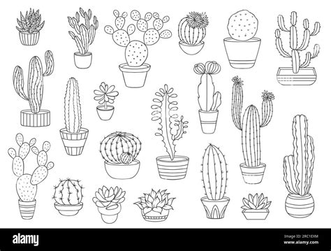 Yucca plants in arizona Stock Vector Images - Alamy