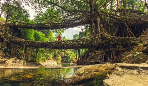 Living Root Bridge Meghalaya: Facts, History