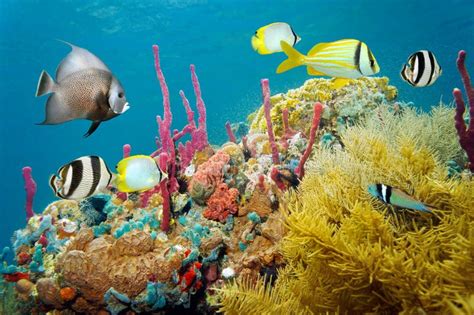 Colored Underwater Marine Life in a Coral Reef Stock Image - Image of life, fish: 36625431