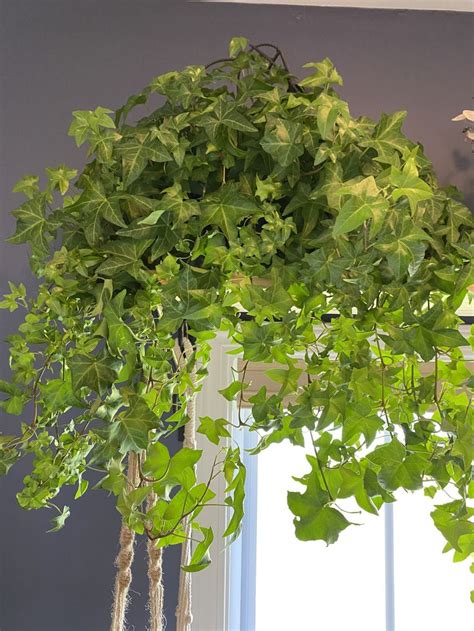 Ivy Plant Care: Tips For Growing Ivy Indoors | Ivy plants, Indoor ivy ...