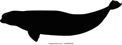 Silhouette Beluga Whalecomputer Generated 2d Illustration Stock ...