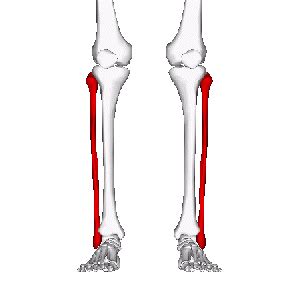 Fibula - Physiopedia