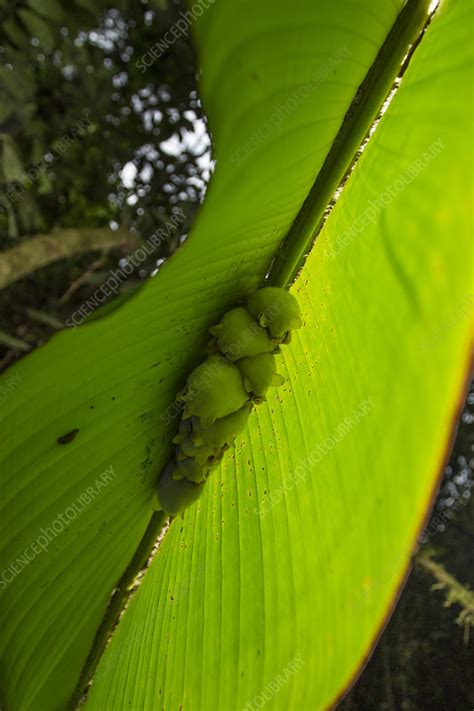 White tent making bat roosting in Heleconia leaf - Stock Image - C049 ...