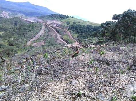 Cambio de Uso de Suelo en Terrenos Forestales - Cóbano