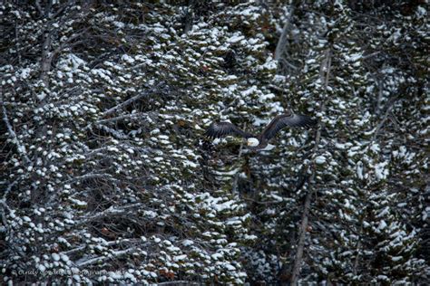 Bald Eagle Flying in the Snow | Cindy Goeddel Photography, LLC