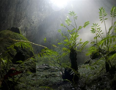 A plant-covered cavescape in Hang Son Doong | Inside the world's largest cave | Pictures | Pics ...