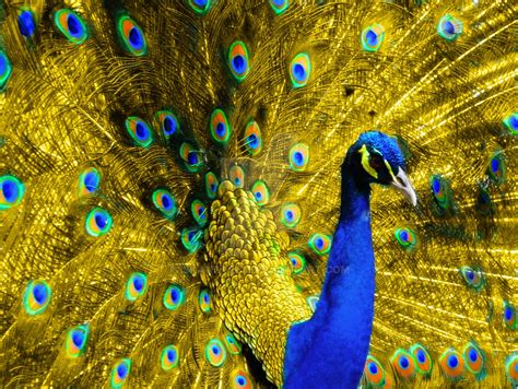 Golden Peacock by iskandar63 on DeviantArt